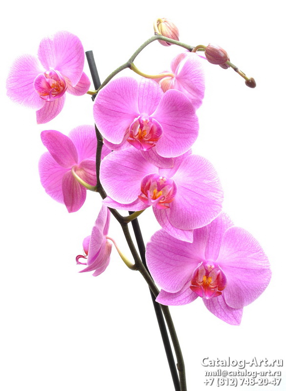 Pink orchids 28